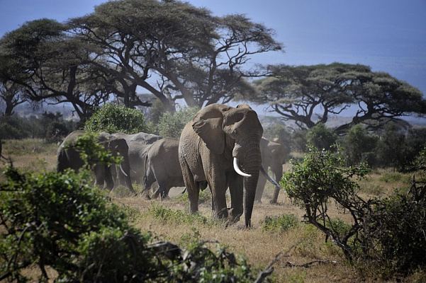 Картина Слоны в саванне - Животные 
