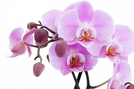 Фіолетова орхідея