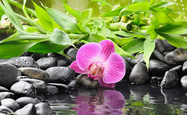 Картина Орхидея на камнях - Цветы 