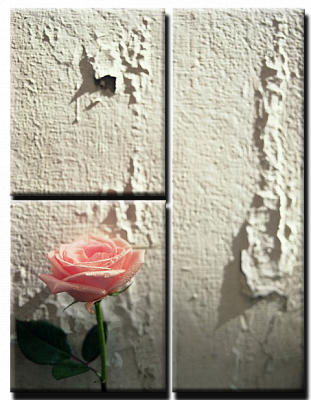 Картина Троянда біля стіни - З трьох частин 