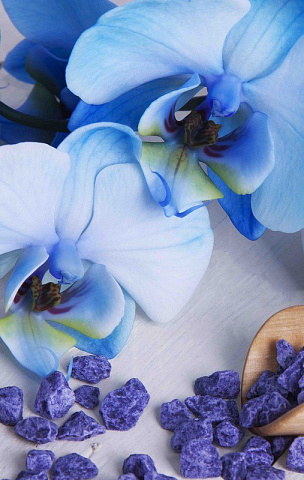 Бело-голубые орхидеи