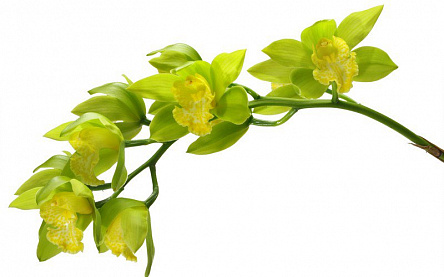 Зеленая орхидея