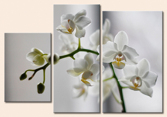 Картина Цвет белой орхидеи. Модульная - Из трех частей 