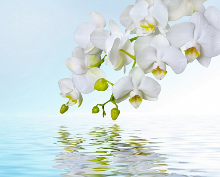 Гілка білої орхідеї та вода
