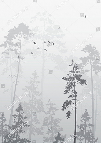 Лес в дымке