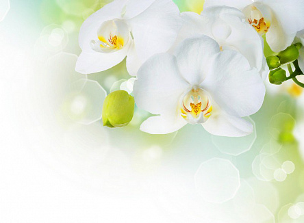 Белые орхидеи 2