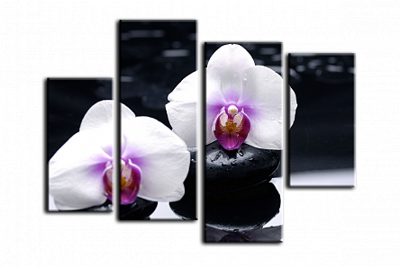 Білі орхідеї