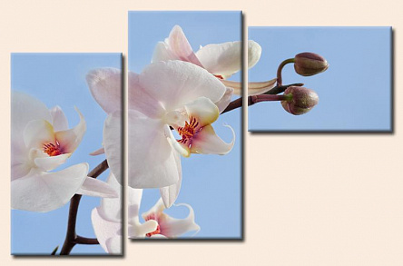 Ветка белой орхидеи 3