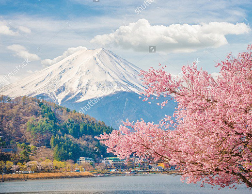 Картина Сакура на фоне Фудзиямы - Природа 