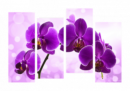 Яскраві орхідеї