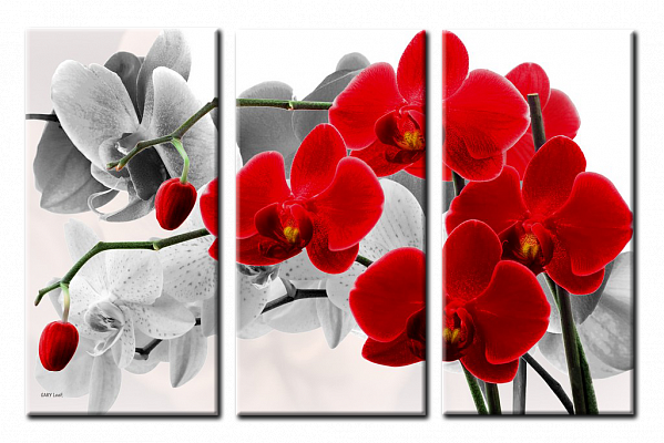 Картина Орхідея 3 - З трьох частин 