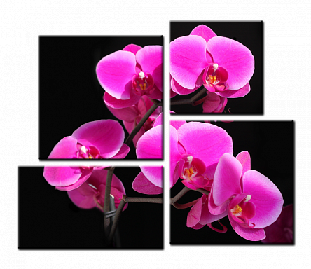 Рожева орхідея