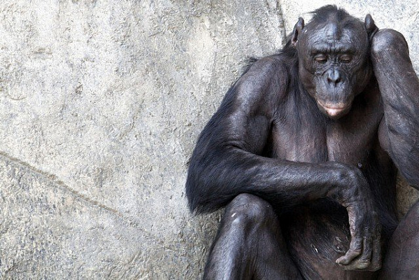 Картина Орангутан - Тварини 