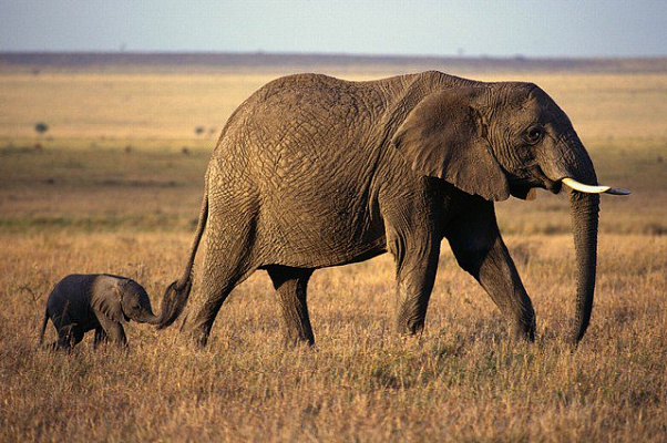 Картина Слон і слоненя - Тварини 