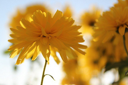 Желтая хризантема