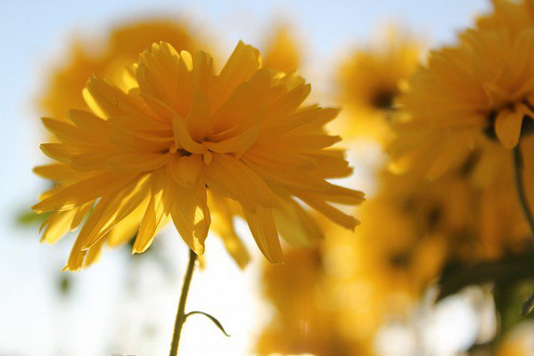 Картина Желтая хризантема - Цветы 