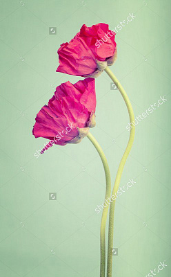 Картина Лютики розовые - Цветы 