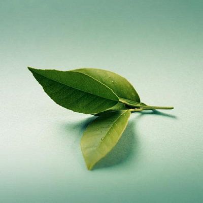 Картина Три зеленых листка - Природа 