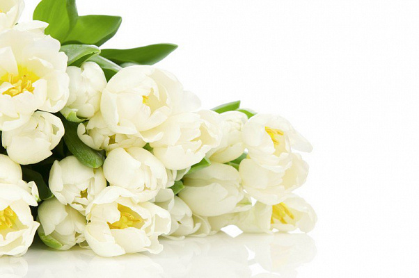 Картина Білі тюльпани - Квіти 