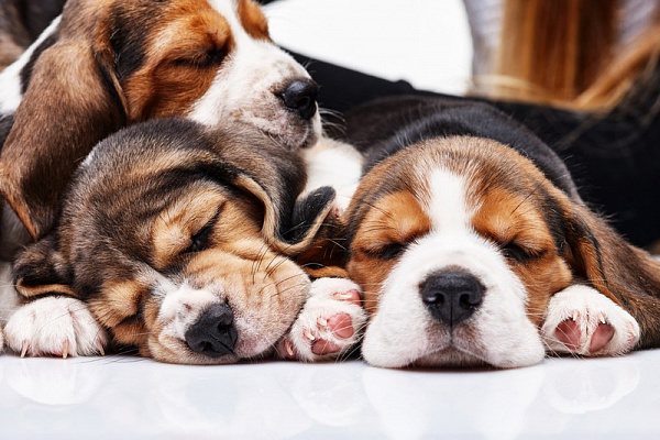 Картина Спящие щенки - Животные 