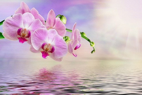 Картина Орхідеї над водою - Квіти 