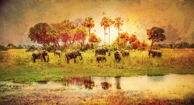 Картина Слони біля річки - Тварини 