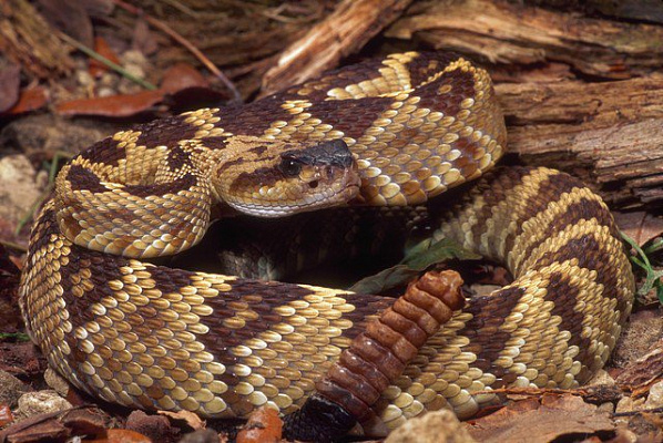 Картина Гремучая змея - Животные 