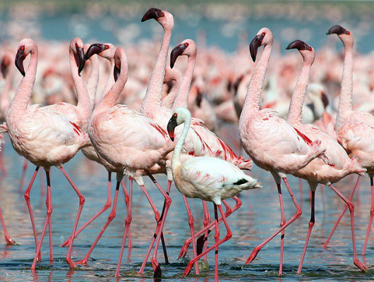 Картина Фламинго - Животные 