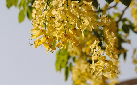 Желтый цвет