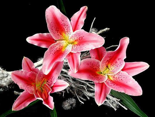 Картина Рожеві лілії - Квіти 