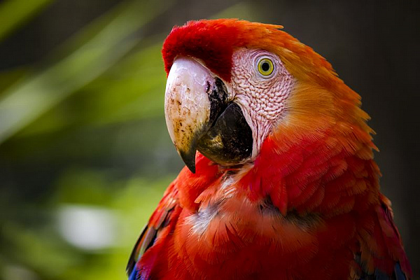 Картина Яркий попугай - Животные 