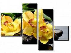 Желтые орхидеи 2