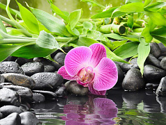 Орхидея на камнях