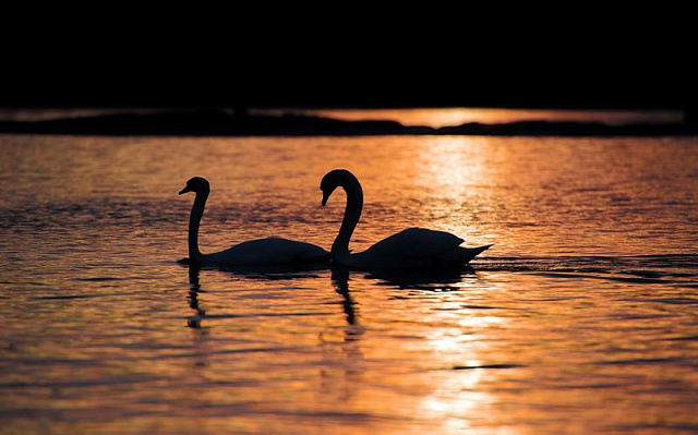 Картина Лебеді в променях заходу сонця - Тварини 