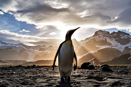 Пингвин в солнечных лучах