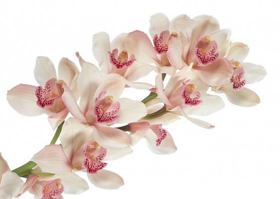 Картина Дивная орхидея - Цветы 