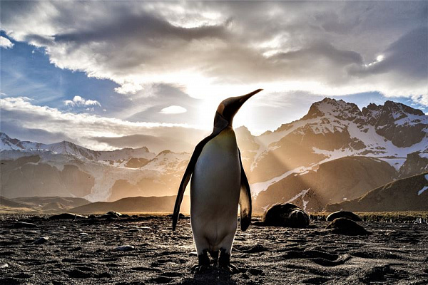 Картина Пингвин в солнечных лучах - Животные 