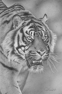Картина Скалящийся тигр - Картины карандашом 