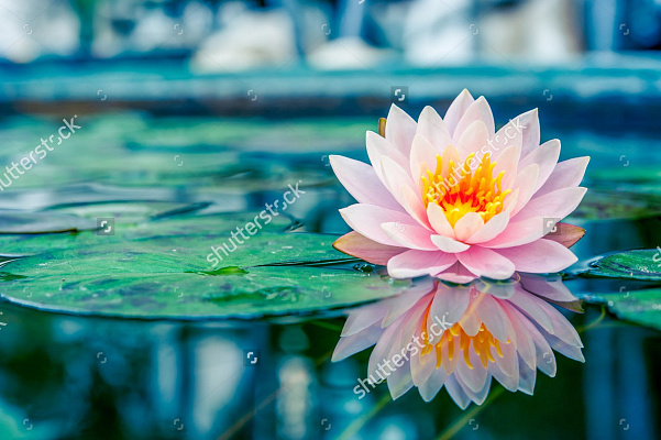 Картина Водная лилия - Цветы 