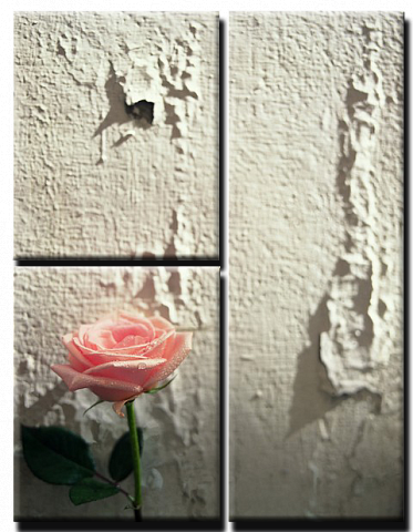 Троянда біля стіни