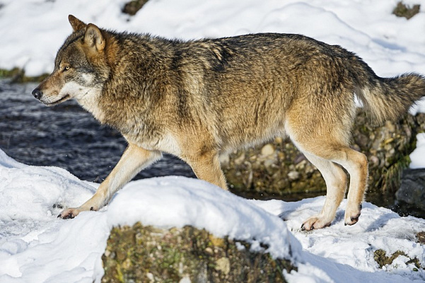 Картина Волк у реки зимой - Животные 