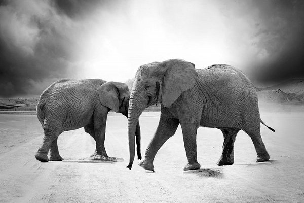 Картина Два слона - Животные 