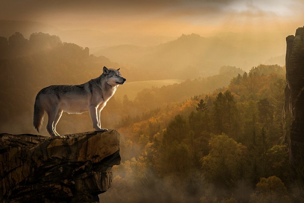 Картина Волк на скале - Животные 