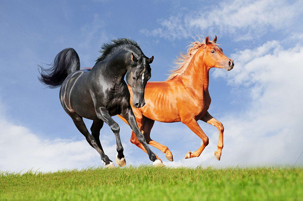 Картина Пара лошадей - Животные 