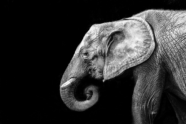 Картина Профиль слона - Животные 