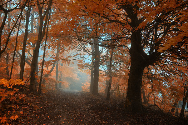 Картина Жовта осінь - Природа 