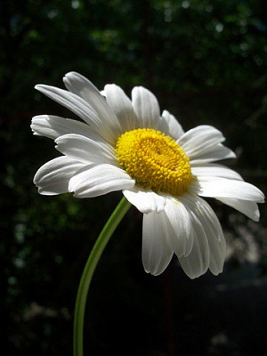 Картина Прекрасна ромашка - Квіти 
