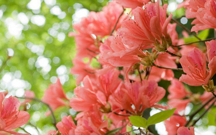 Розовый цвет