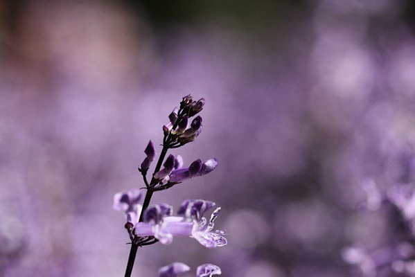 Картина Фіолетове поле - Квіти 