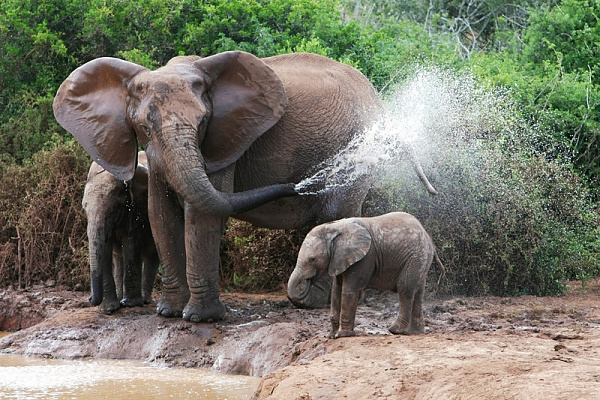 Картина Слоны у реки - Животные 